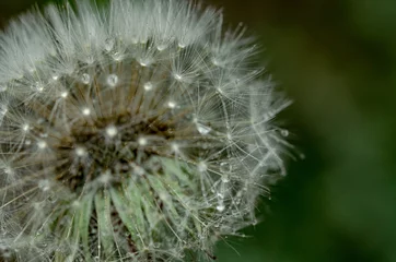 Abwaschbare Fototapete Dandelion, puff flower © TakeMoments
