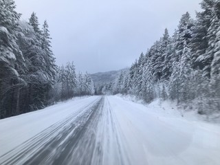 road in winter forest