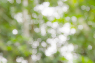 Abstract green color with shiny light for natural background