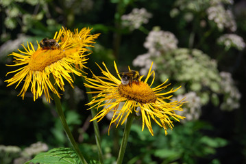 The mountain of Orpheus, Bulgaria, Smolyan
