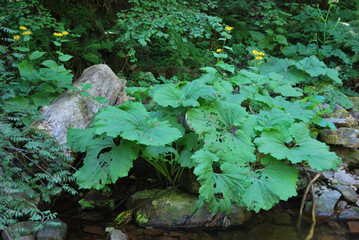 The mountain of Orpheus, Bulgaria, Smolyan