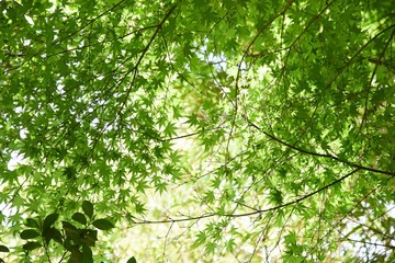 Fototapeta na wymiar Fresh green of the Japanese maple