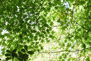 Fresh green of the Japanese maple