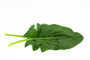 spinach with water drops