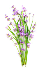 Fototapeta na wymiar Bunch of Lavender flowers on a white background