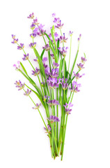 Fototapeta premium Bunch of Lavender flowers on a white background