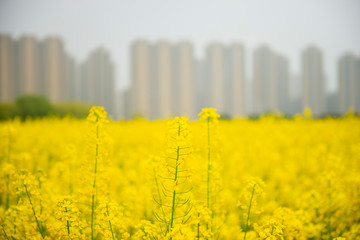  Rapeseed blossoms on the edge of the city in spring