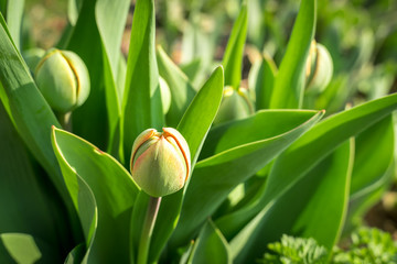 Close-up of closed tulip flowers in spring garden