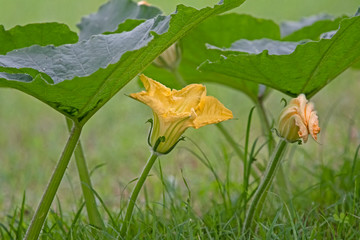 Pumpkin flower