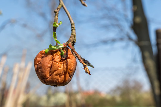 Rotten apple on tree isolated on sky background
