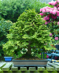Specimen informal upright Lonicera bonsai