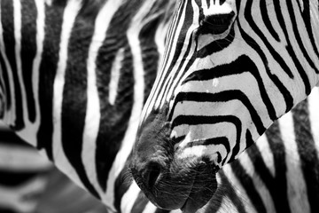 Obraz na płótnie Canvas close up of a zebra