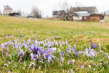 Spring time in the mountain. Crocus flowers growing in the meadow.