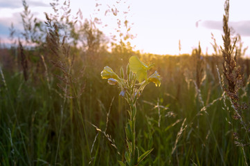 Obraz premium Meadow flowers at sunset. Yellow field flower.