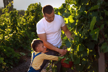 man and child in vineyards