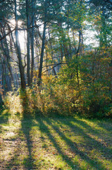 Fototapeta premium A sandy road in a pine forest. Rays of the sun through the branches of trees.