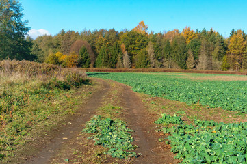 Fototapeta premium Autumn forest. Autumn in the Park. Yellow and red leaves on trees in autumn. A forest road.