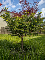 Obraz premium Detail o a small pine on a sunny morning.