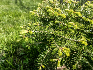 Detail o a small pine on a sunny morning.