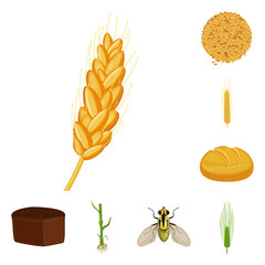 Isolated object of wheat and corn logo. Set of wheat and harvest stock symbol for web.