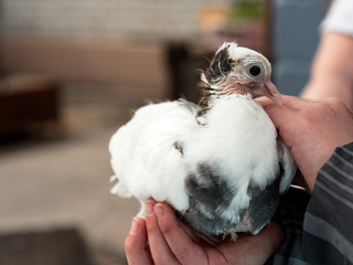 Pigeon purebred in the hands of man