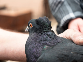 Pigeon purebred in the hands of man