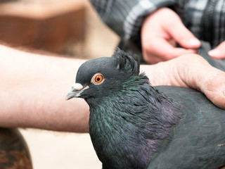 Pigeon purebred in the hands of man