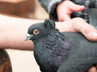 Pigeon purebred in the hands of man