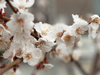 spring bloomed apricot. beautiful white flowers on a branch