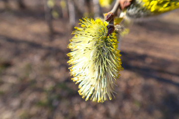 Pussy willow close up branch with fluffy buds blossoming in early spring