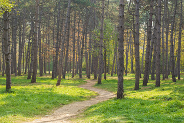landscape of city park with fir-trees and green lawn