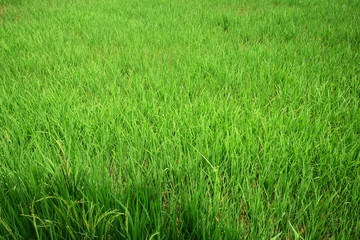 Green rice field at sunrise, background
