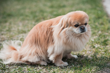 Portrait of sad philosophical dog, sadness concept 