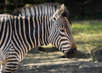 Fototapeta na wymiar Zebra animal portrait, close up.