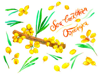 Sea buckthorn, twig and berries, Text, watercolor, name in English, Russian