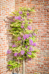 Blooming Wisteria plant with violet colored flowers against brick wall of house.