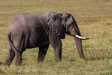 elephant in tanzania