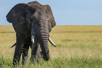 Naklejka na ściany i meble elephant in kenya