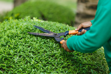 Gardener's hands with scissors, shear bush