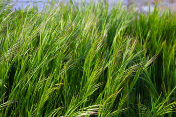 green spring grass in sunny weather