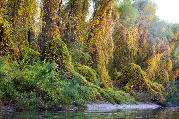 Autumn yellow trees covered with wild grapes on the banks of the Danube river. River landscape