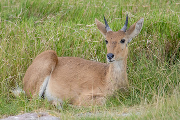 deer in the grass