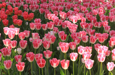 チューリップ