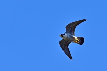 青空バックに悠然と飛ぶハヤブサ 