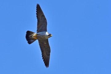 青空バックに悠然と飛ぶハヤブサ
