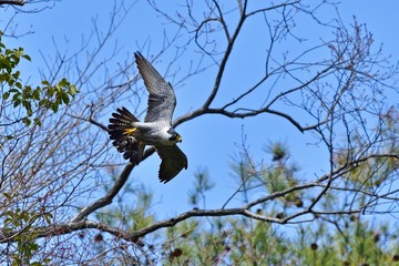 せっせと餌を運ぶ繁殖期のハヤブサ