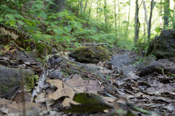 Leaf litter in a forest