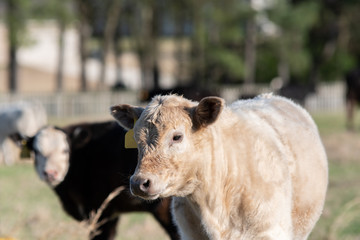 white calf with black and white calf in background