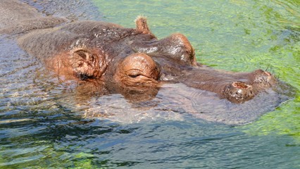 Side portrait hippo in the water 