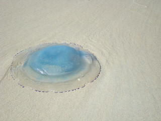 Fototapeta na wymiar Barrel jellyfish washed up on the beach